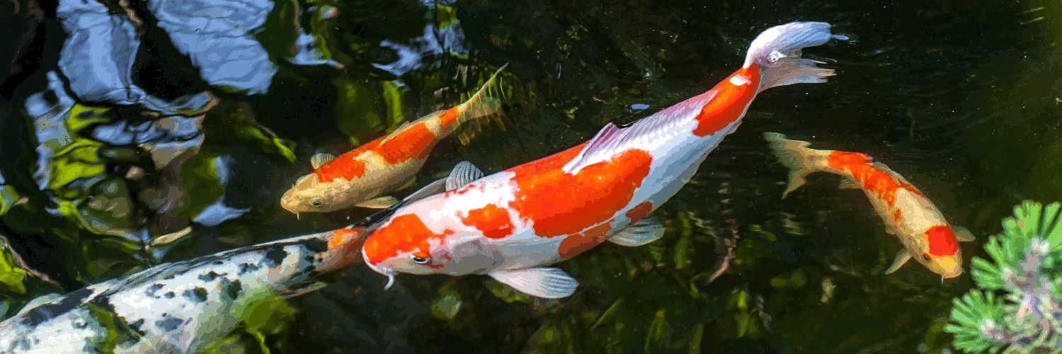 Faszinierende Koi-Karpfen online kaufen bei interaquaristik.business