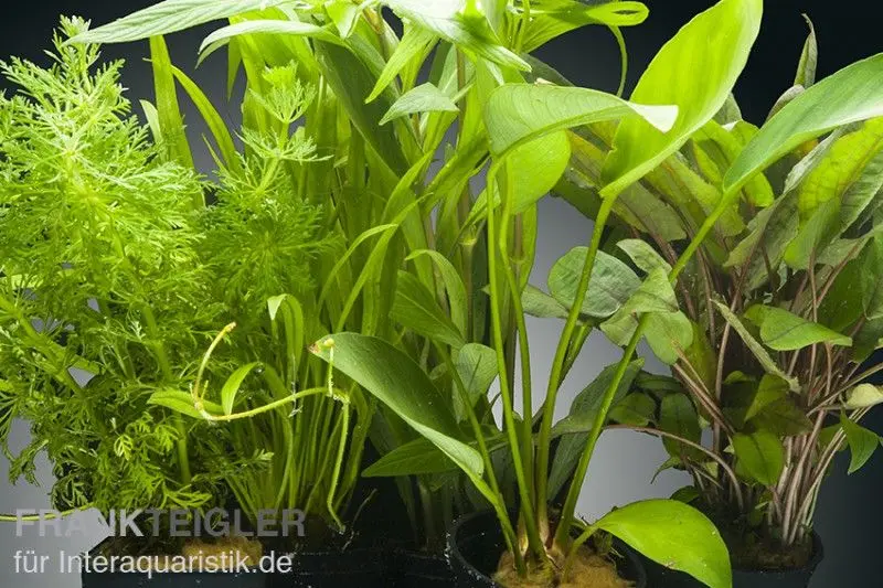 Sorgfältig zusammengestelltes Aquarienpflanzen-Set in Frischeverpackung für eine harmonische Aquarienbepflanzung